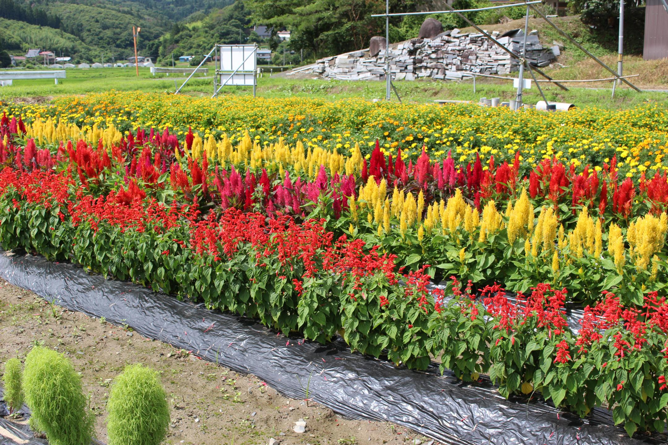 鬼田河吉地区保全管理委員会の花壇
